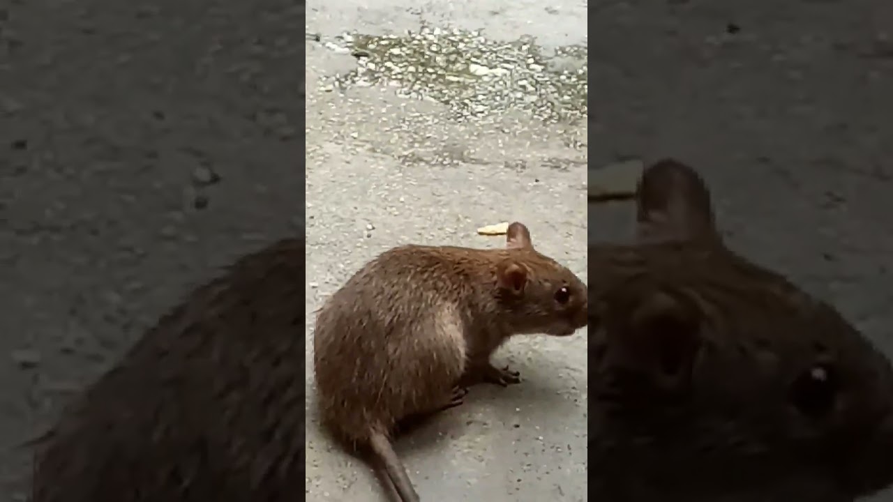 big size rat 🐀 #shorts #shortvideo #animals #animallover