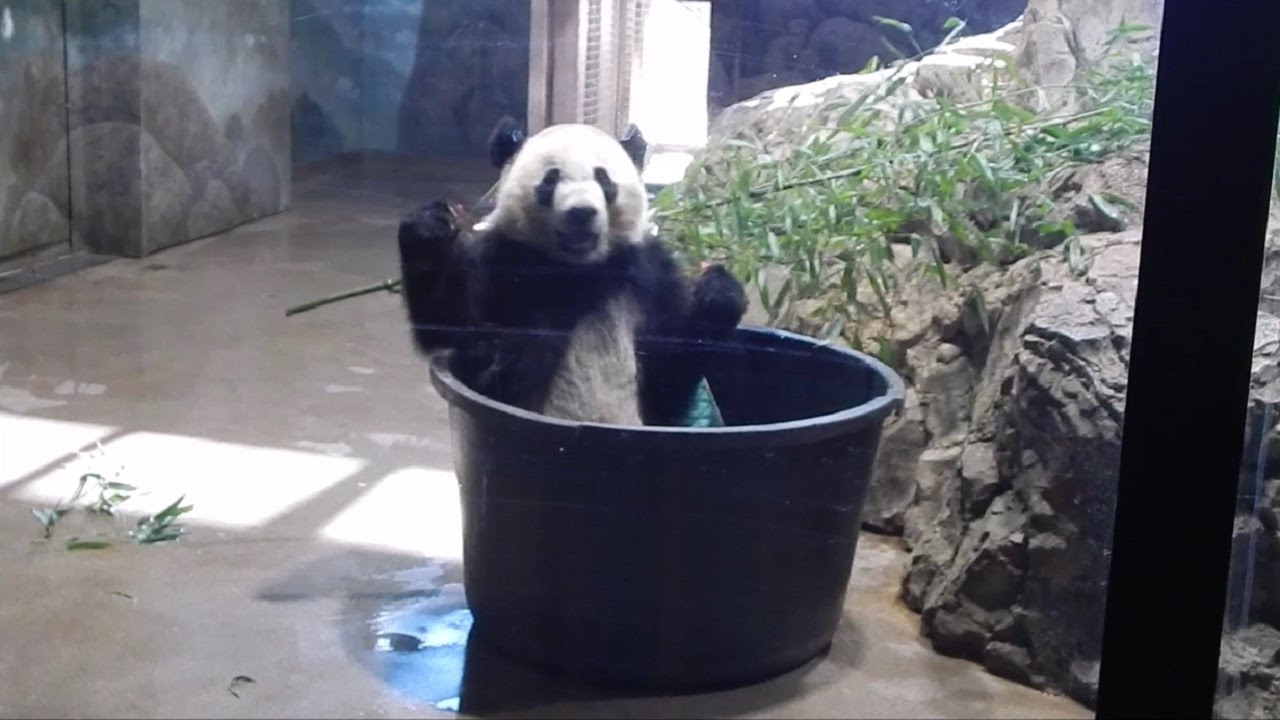 Bei Bei 3/5/17