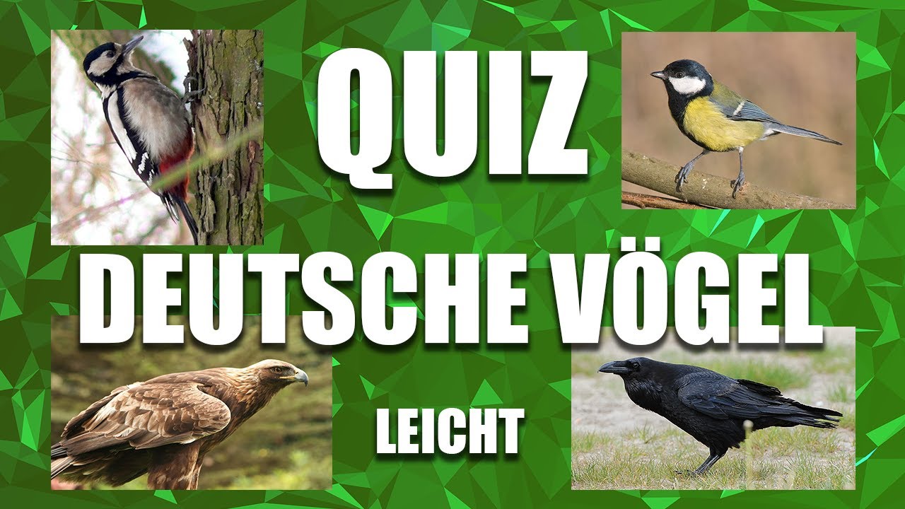 Quiz: Vögel erkennen (Schwierigkeit: leicht)