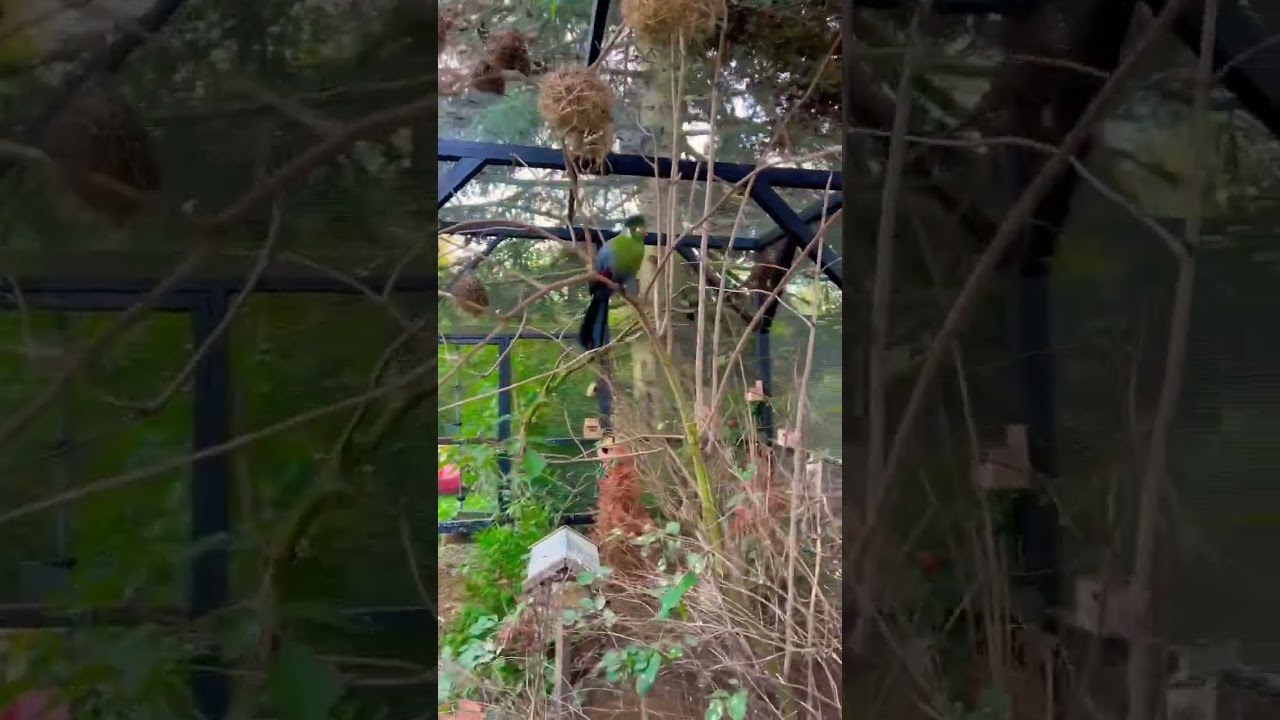 Aviary Walk | Large Outdoor Bird Aviary