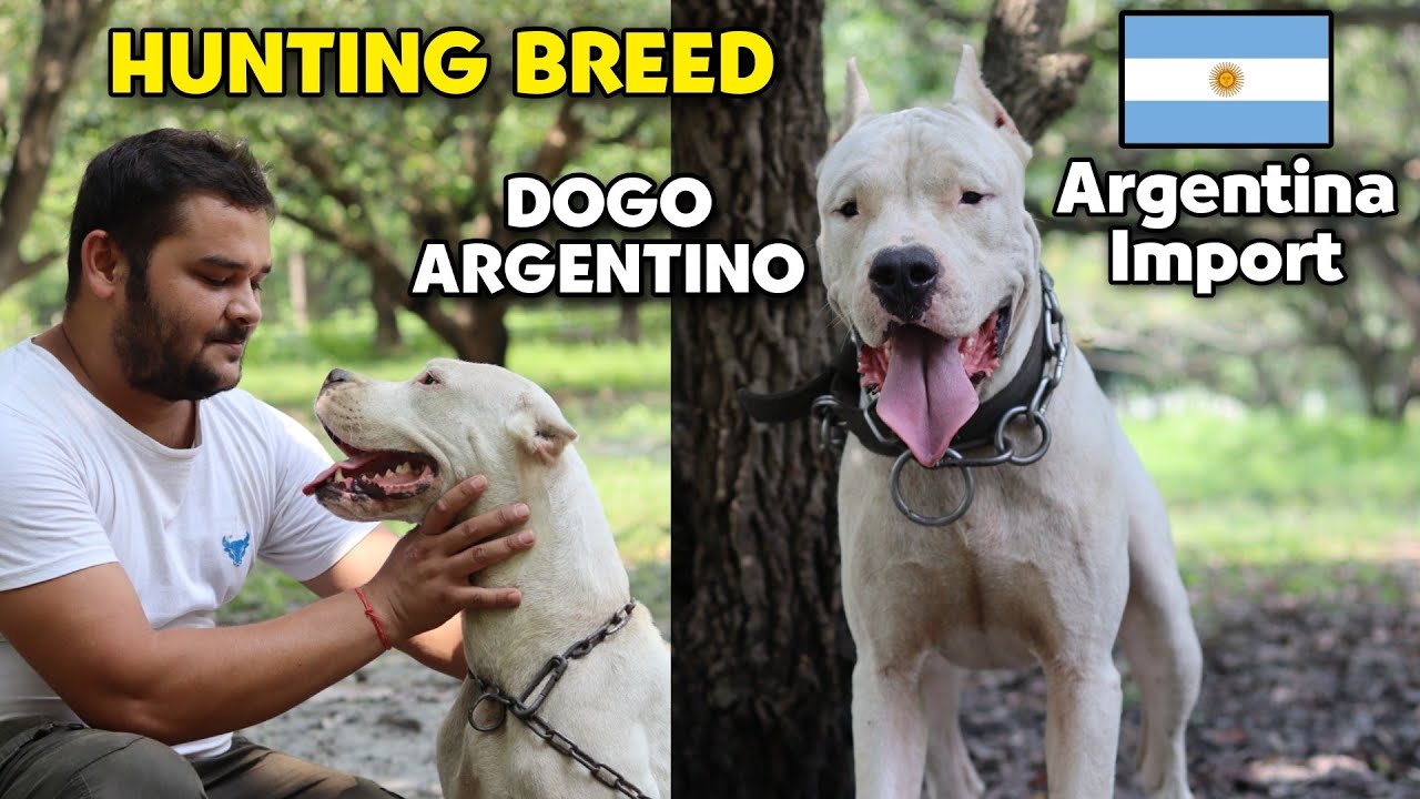 India's Best Dogo Argentino | Argentina import Dogo Argentino | Dogo Argentino Kennel in India