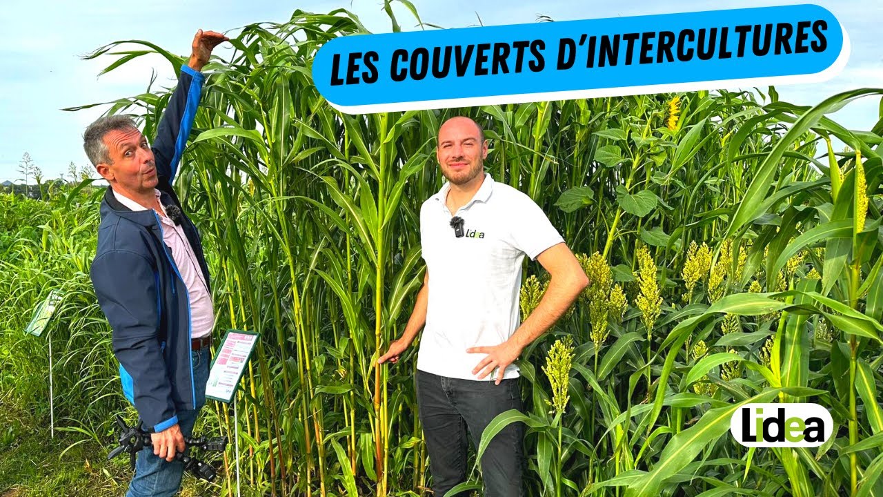 Pourquoi utiliser des couverts végétaux ? 🌱