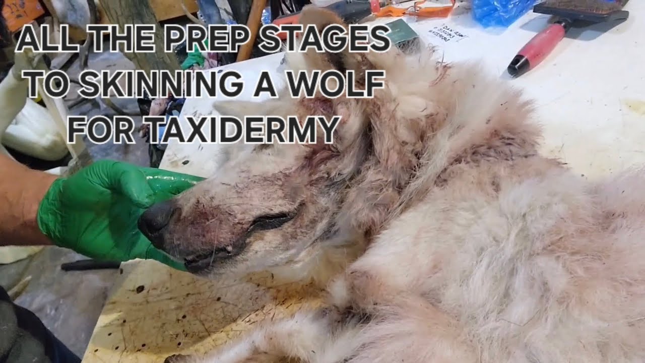Skinning a wolf for taxidermy - head, paws, ears, tail.