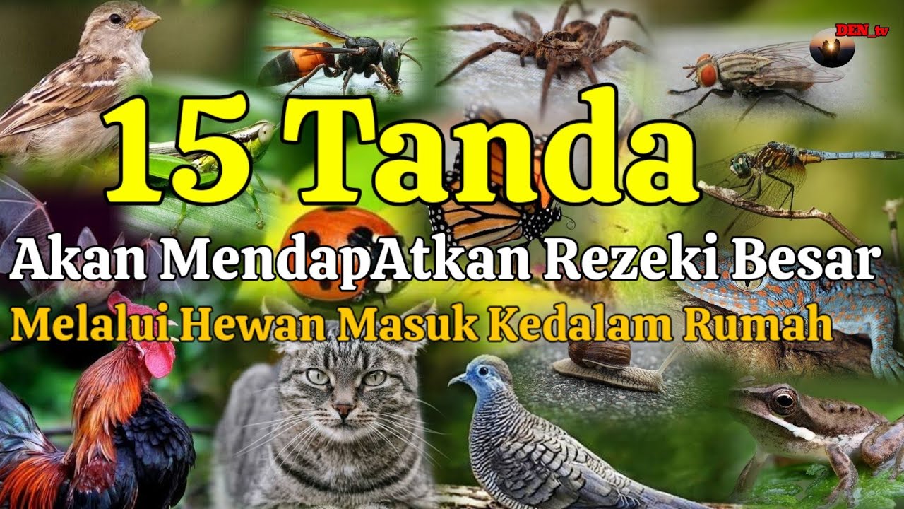 15 TANDA AKAN MENDAPAT REZEKI BESAR JIKA BINATANG INI MASUK KE DALAM RUMAH, Arti Hewan Masuk Rumah