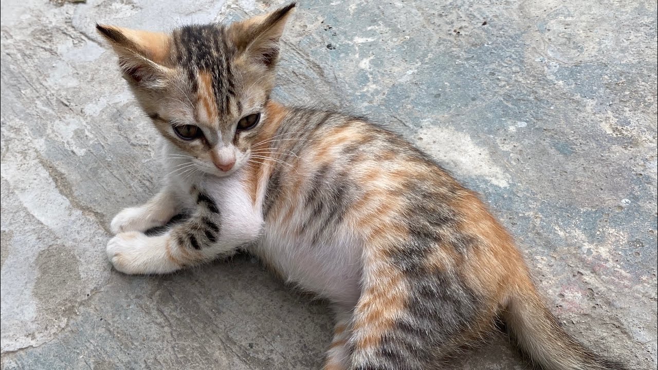 🥳🎊😍 Kittens having fun, cute kitten video, relaxing music 🎶🎶