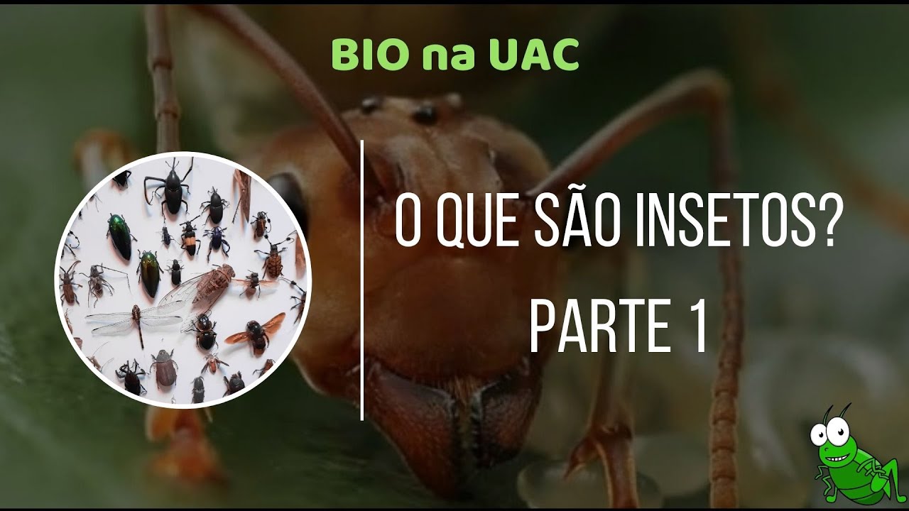 Bio na UAC | O que são insetos? | Parte 1