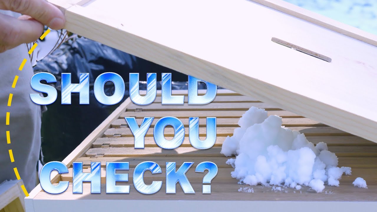 Should You Open Your Hive Mid-Winter?