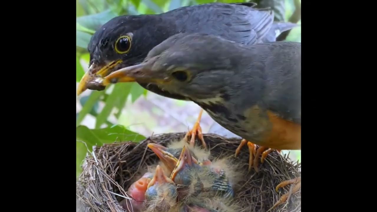 Bird Feeding Their Young Babies - Mother feeding Babies