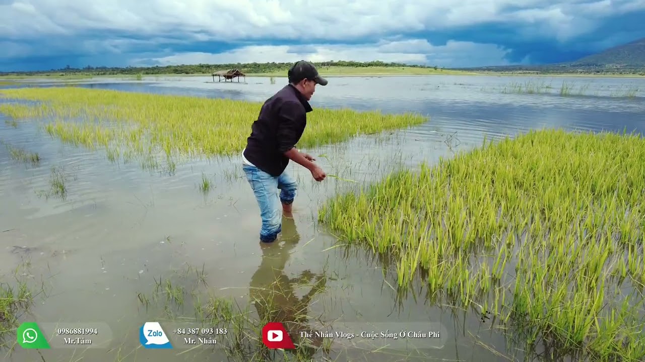 Thế Nhân || Những Hy Vọng Cuối Cùng Của Cánh Đồng Lúa Ở Bản Caiti Bỗng Tan Biến Theo Nước Lũ Về