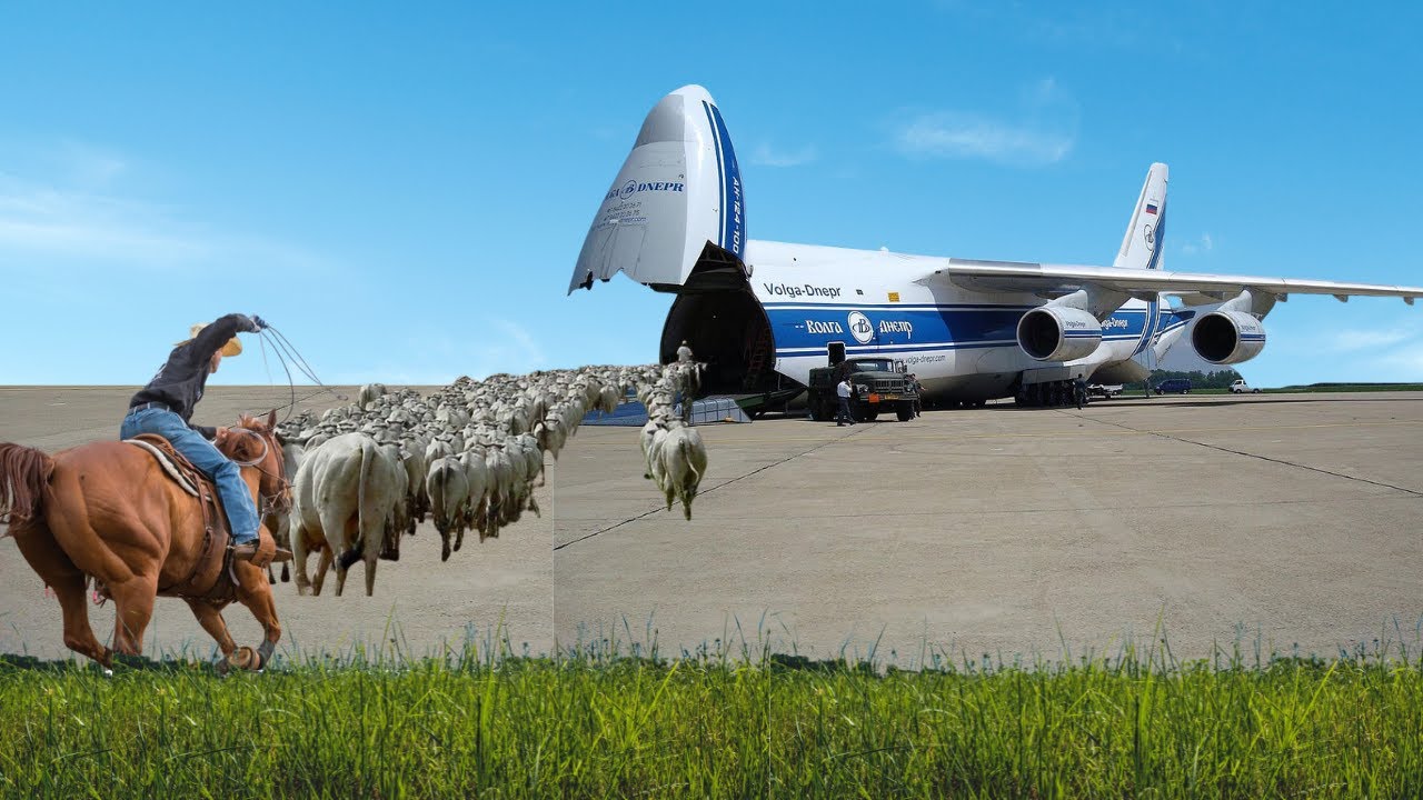 Como funciona o Transporte Aéreo de BOVINOS !