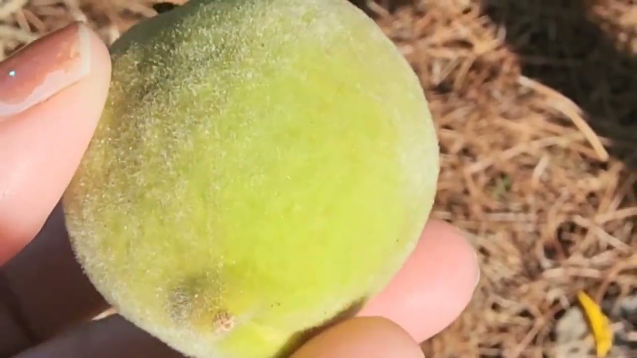 Preventing damage from Plum curculio weevil