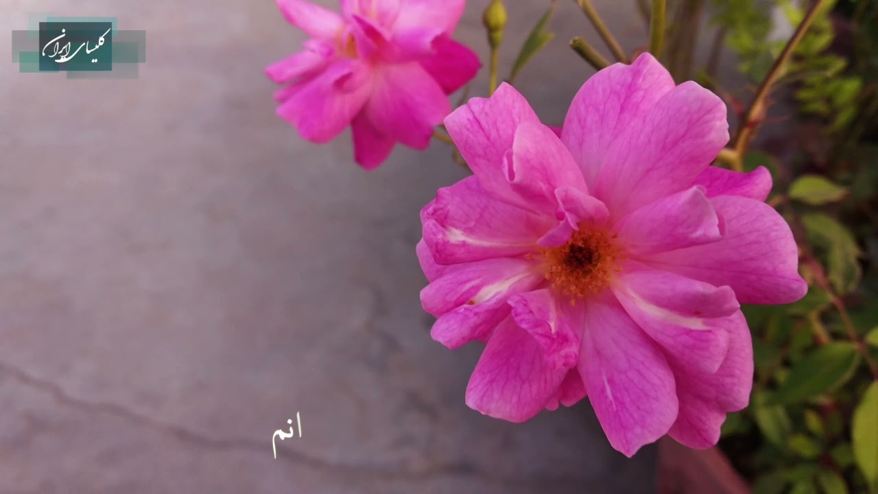 سرود تجلی حیات : آوای روح