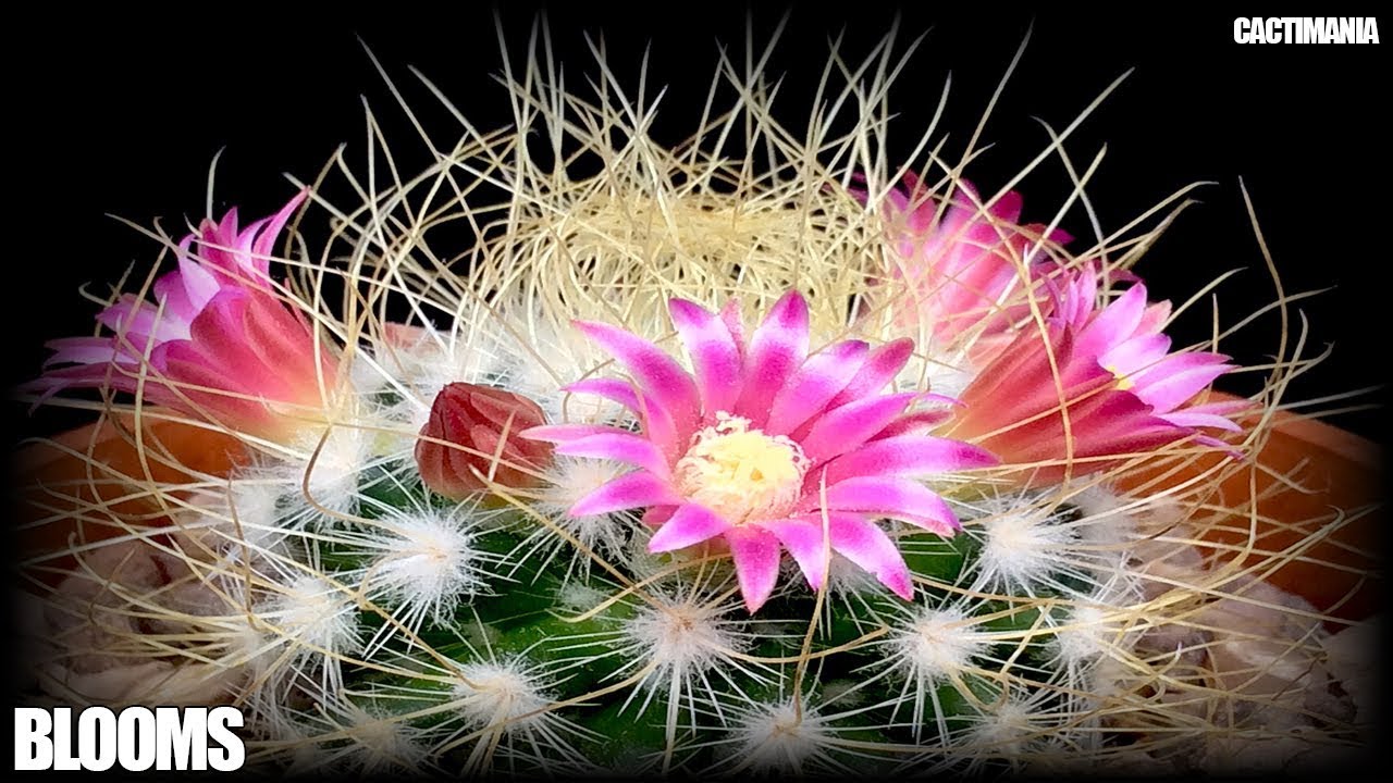 Mammillaria Carmenae & Rekoi Subs. Leptacantha Cactus in Bloom - February/March 2019