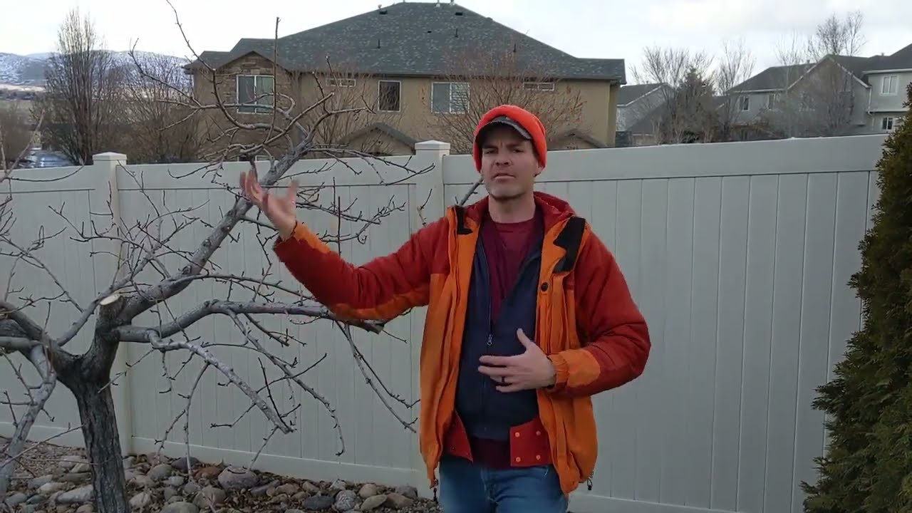 Corrective Pruning a Peach Tree