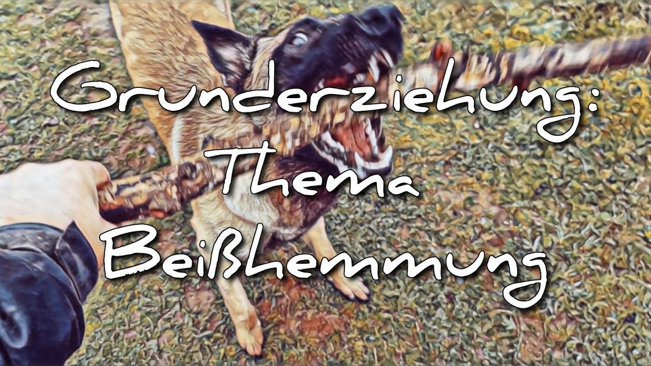 Grunderziehung: Thema Beißhemmung mit Malinois Zeus - Belgischer Schäferhund