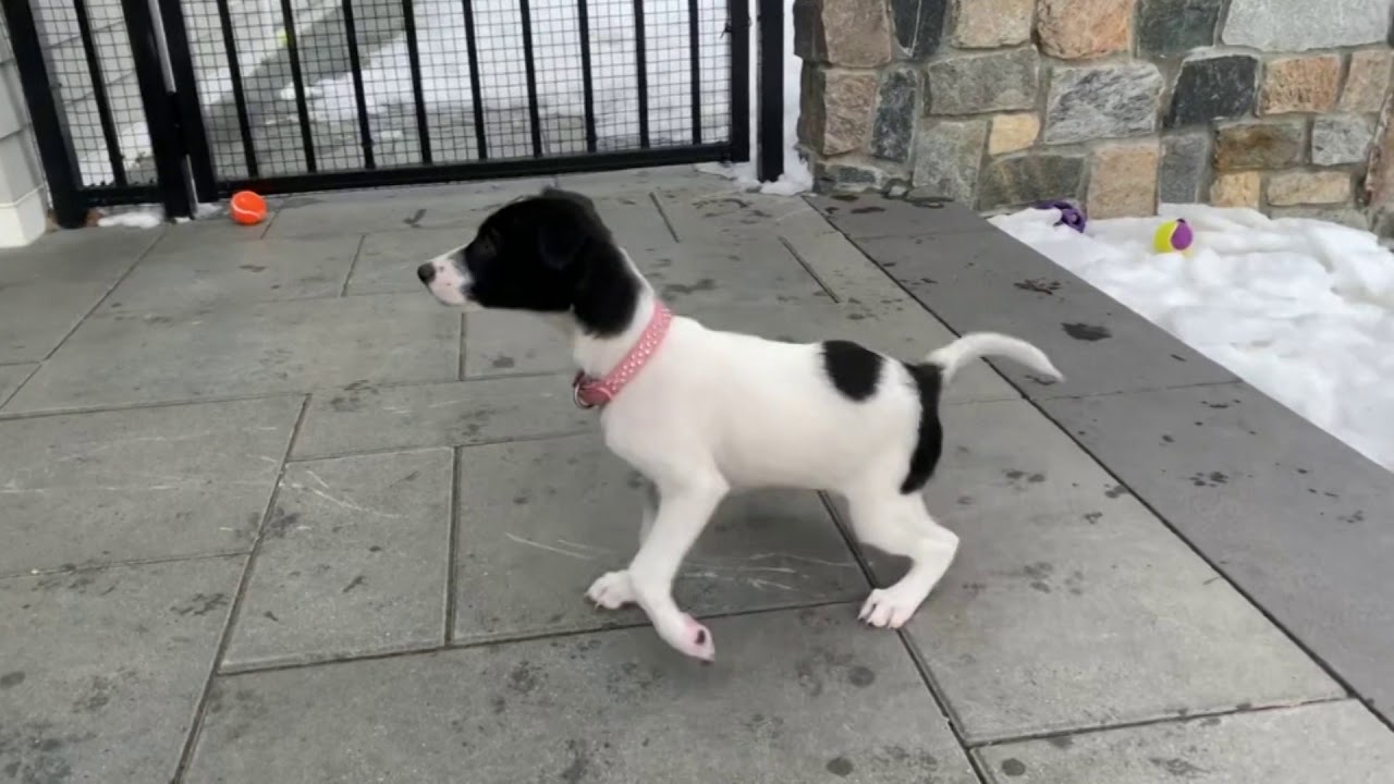 Paws & Pals: Dogs up for adoption at Jake's Rescue Ranch