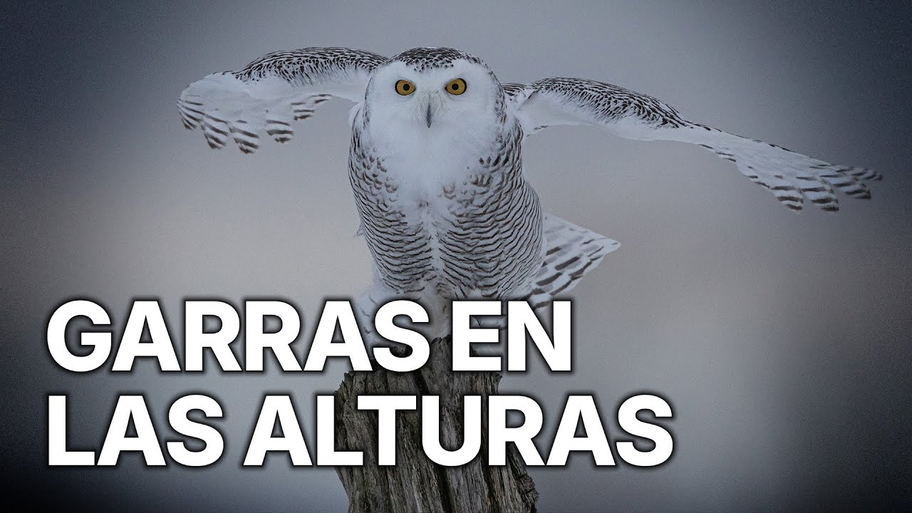Crónicas de Cazadores del Cielo | Garras en las Alturas