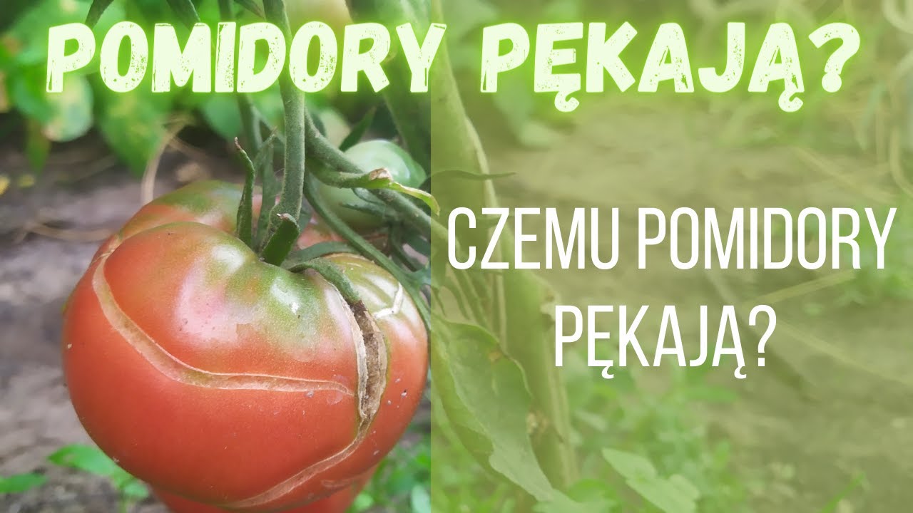 Dlaczego (czemu) pomidory pękają?