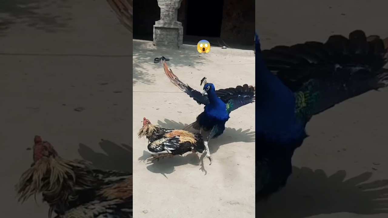DANGEROUS 😱 PEACOCK VS ROOSTER  FIGHT #peacock #rooster #fight #shorts #animal #amazing #foryou