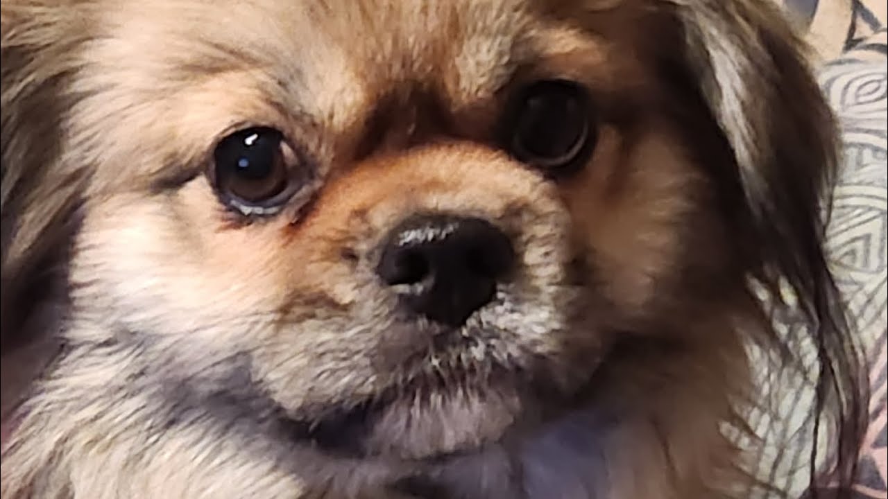 I NEED PUPPERONI TREATS #dog life #Tibetan #puppy 