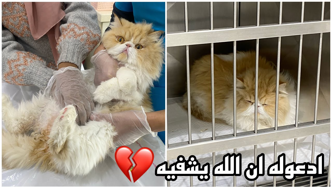 للأسف ماريو مرره تعبان وحالته خطره💔 ردة فعل البنات ؟؟ 😔