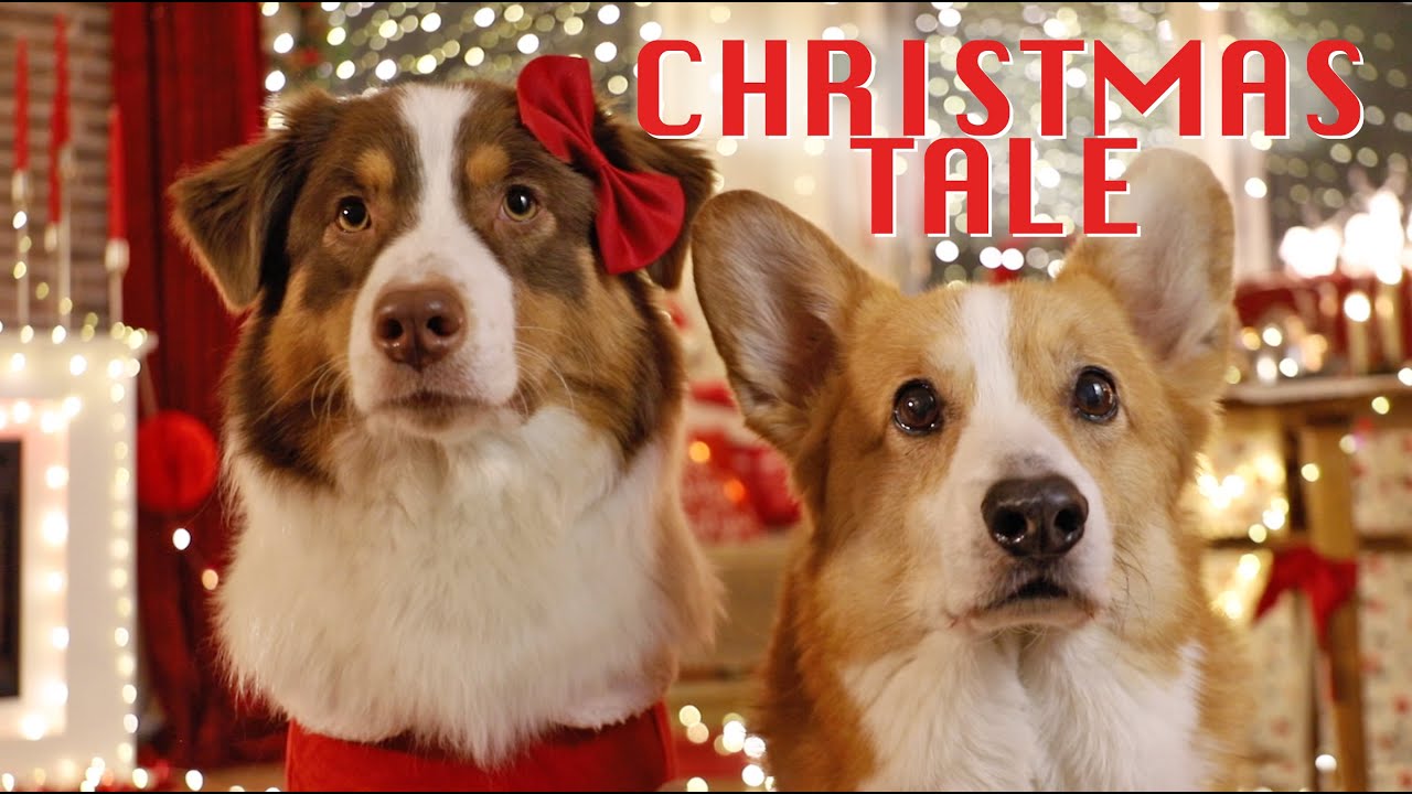 FIRST CHRISTMAS TOGETHER - Topi the Corgi