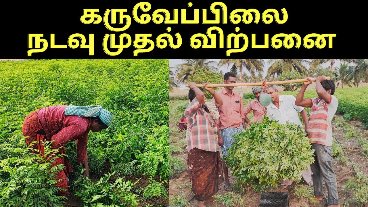லாபம் தரும் கருவேப்பிலை சாகுபடி | karuveppilai sagubadi/curry leaves cultivation- verukku neer