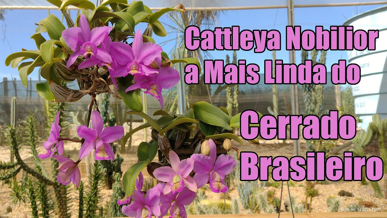 A Flor mais Linda do Cerrado - Cattleya Nobilior