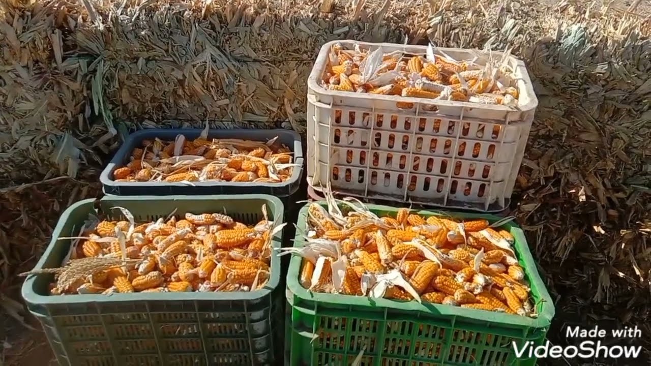 الذرة الصفراء البورية