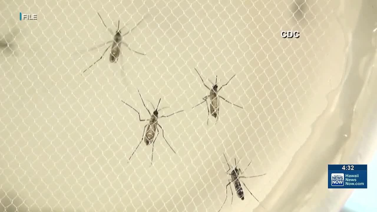 Researchers track risk of avian malaria to future of Hawaii’s native birds