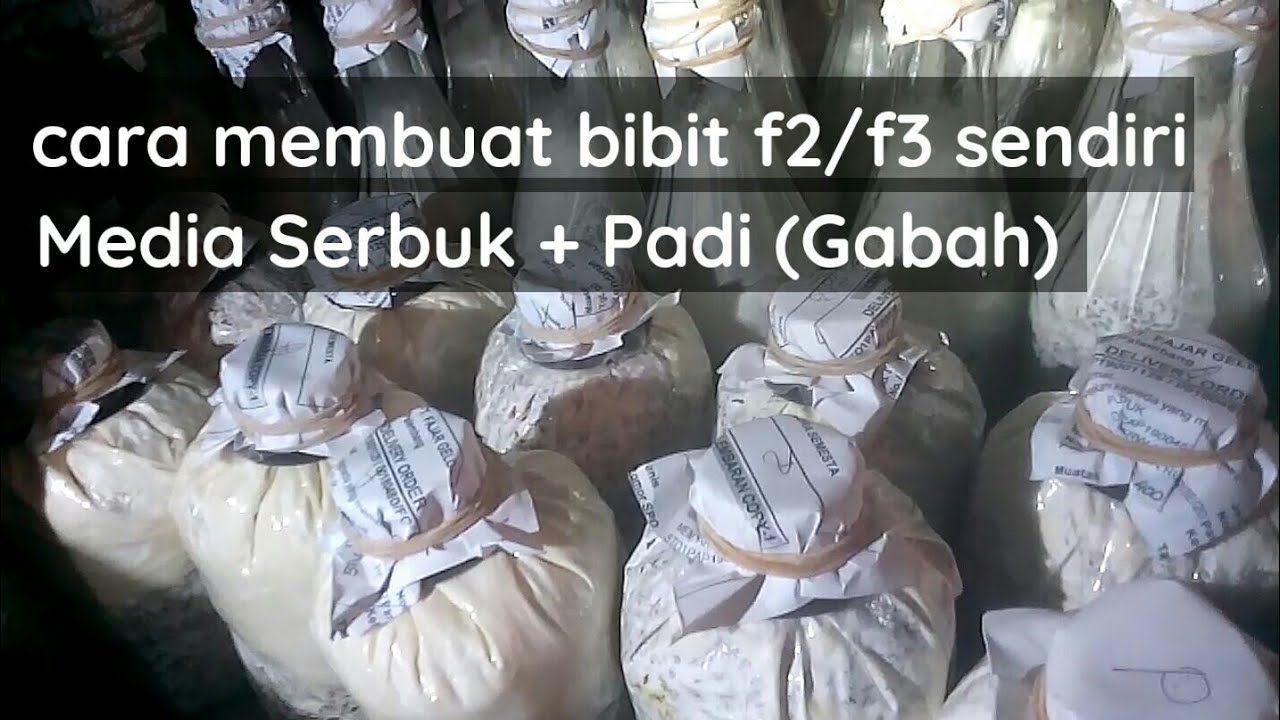 cara membuat bibit f2  jamur tiram sendiri menggunakan media serbuk + gabah