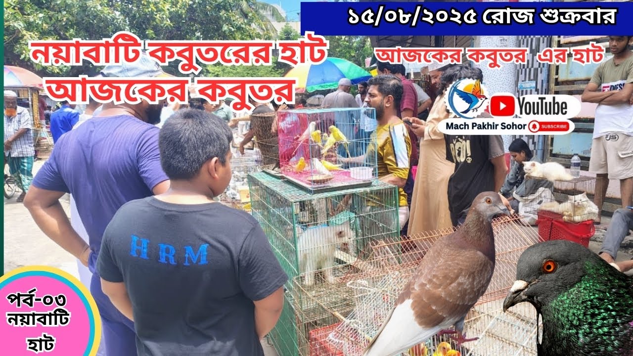 খুলনার ঐতিহাসিক কবুতরের হাট পর্ব-০৩ | Chitrali #pigeon #market #bd নয়াবাটি, চিত্রালী, খুলনা #love