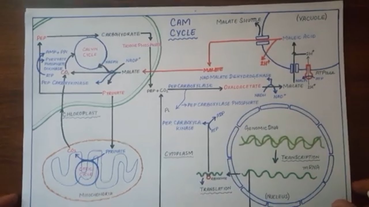 Photosyntheis - CAM Cycle ( Crassulascean Acid Metabolism ) | Dark CO2 Fixation | Urdu/ Hindi