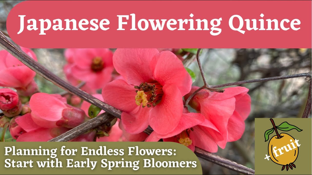 Japanese Flowering Quince: Planning for a Succession of Blooms in the Garden
