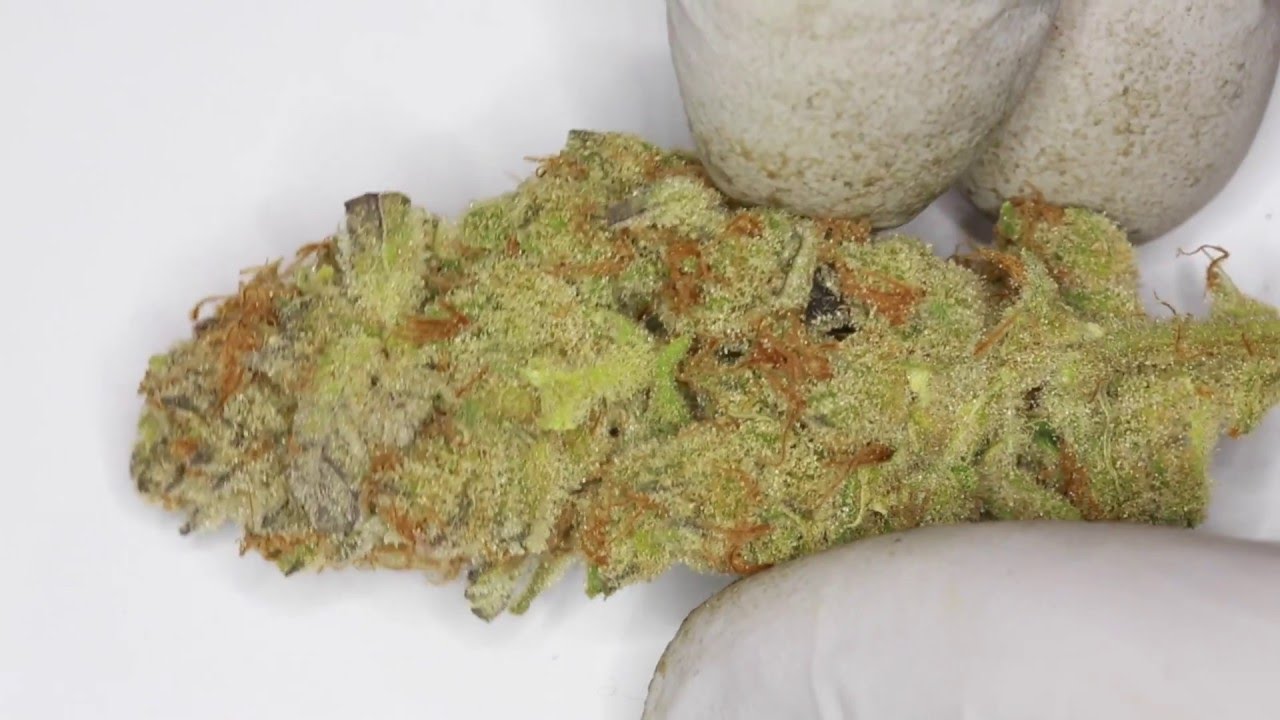 Final Harvest Results Video Crockett Grow
