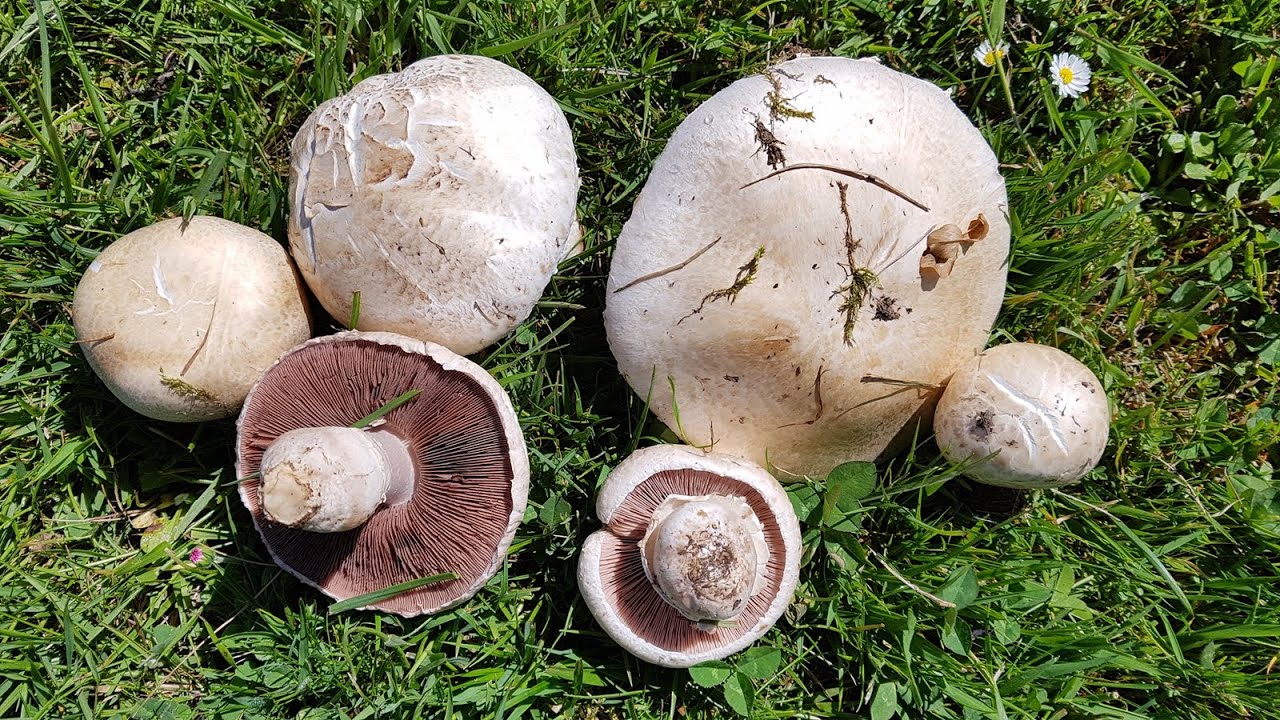Agaricus campestris/ Champiñón silvestre  / Field Mushroom (Comestible-Edible)