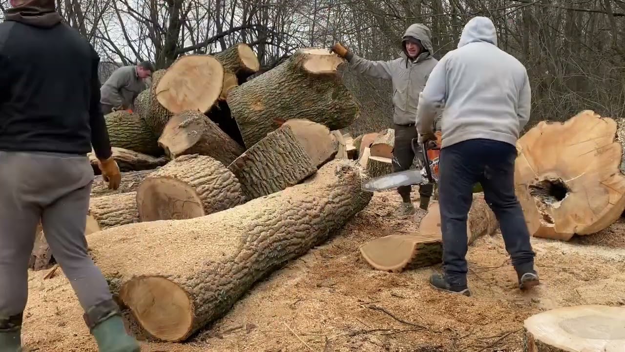 Stihl ms 462 C-M cutting mega big firewood 🪵