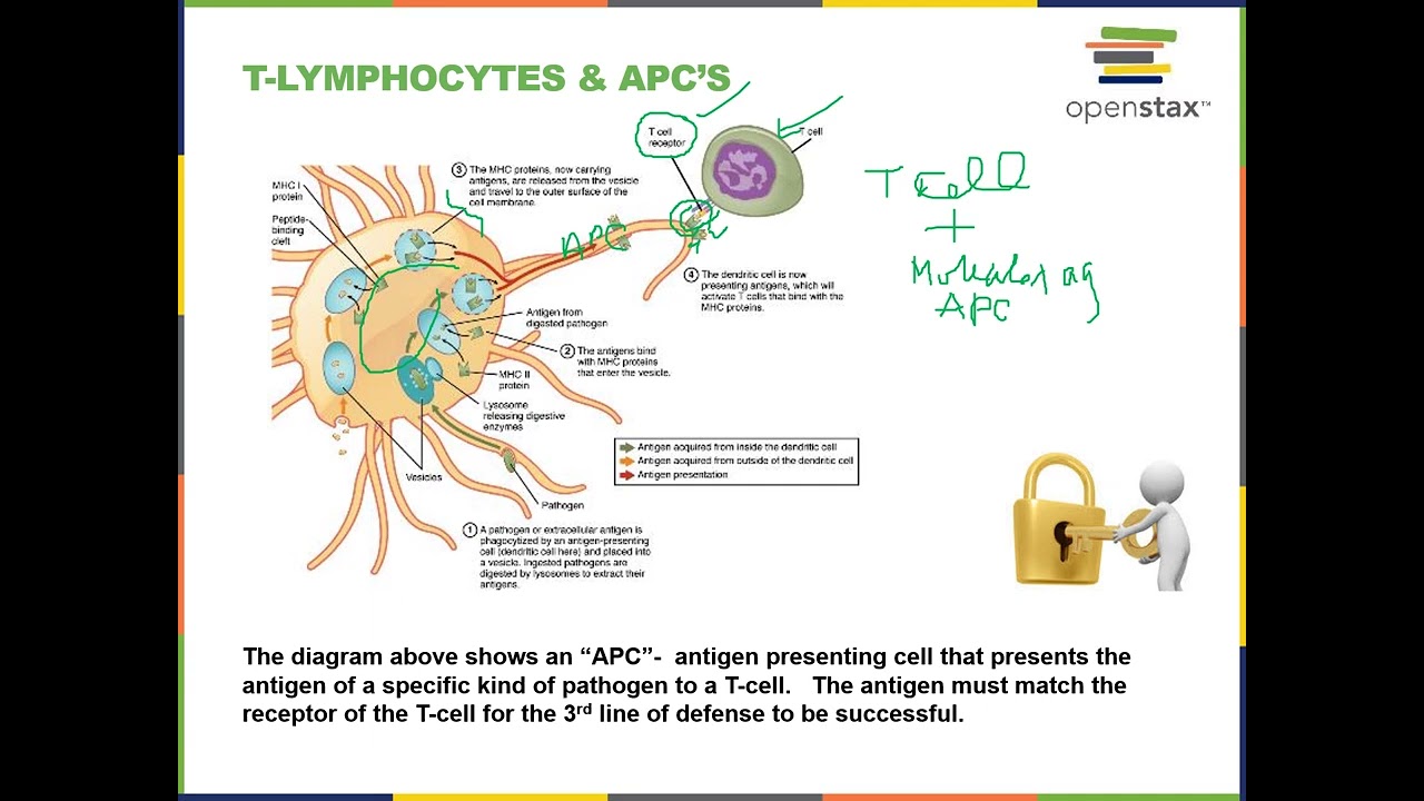 Immune System Third line of Defense
