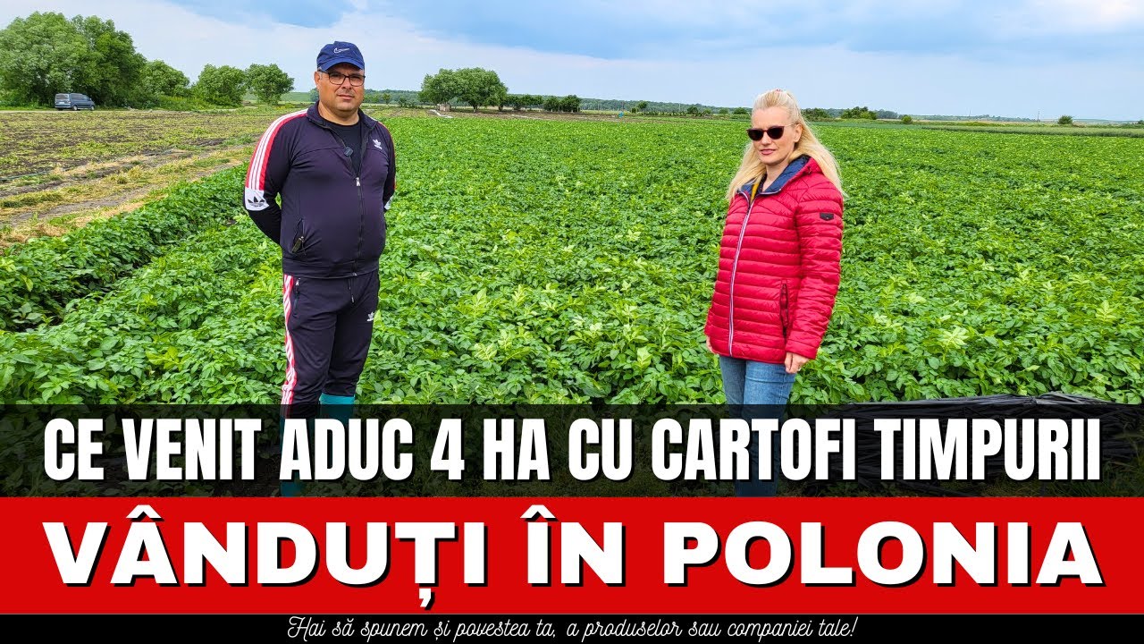 Ce venit aduc 4 ha cu cartofi timpurii vânduți în Polonia / România Văzută Din Tractor