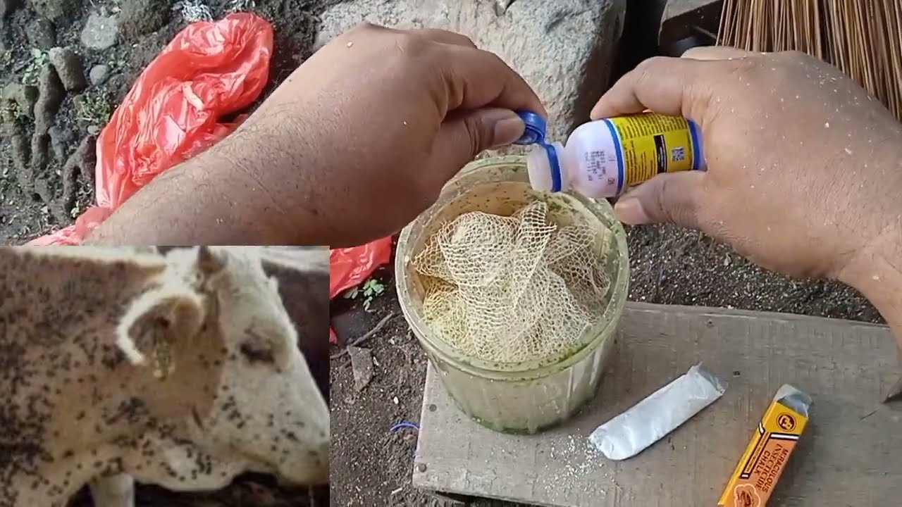 RAMUAN AJAIB PENGOBATAN SAPI YANG TERKENA KUTU CAPLAK  #scabies #pengobatansapi @Risky Raka Channel