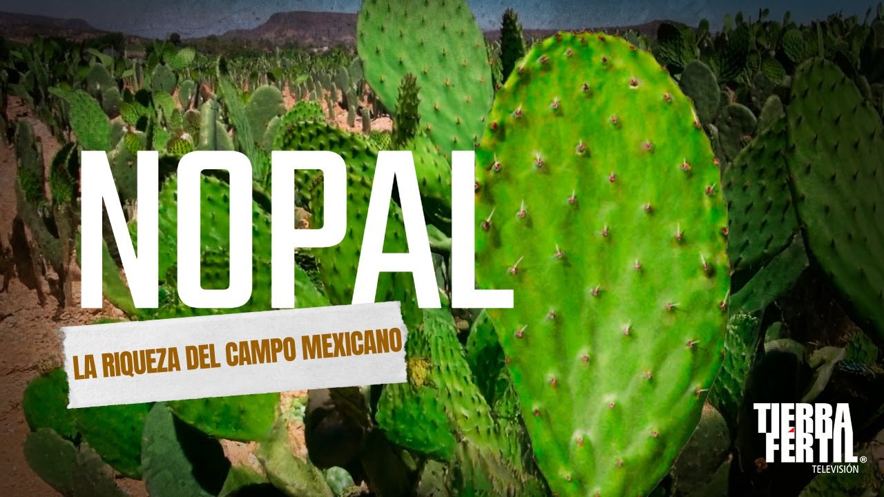 El nopal: La riqueza del campo mexicano.