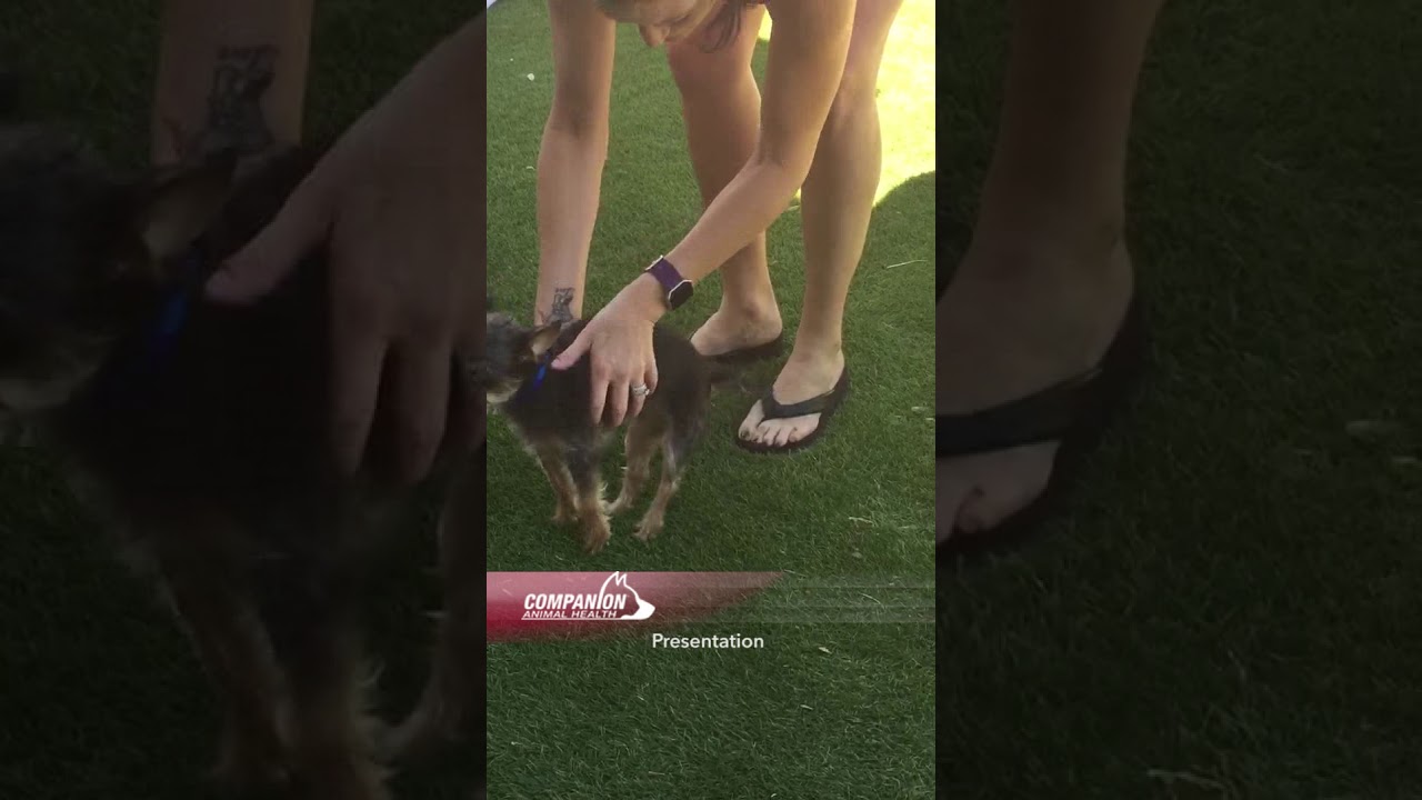 Roxy's Recovery with Laser Therapy