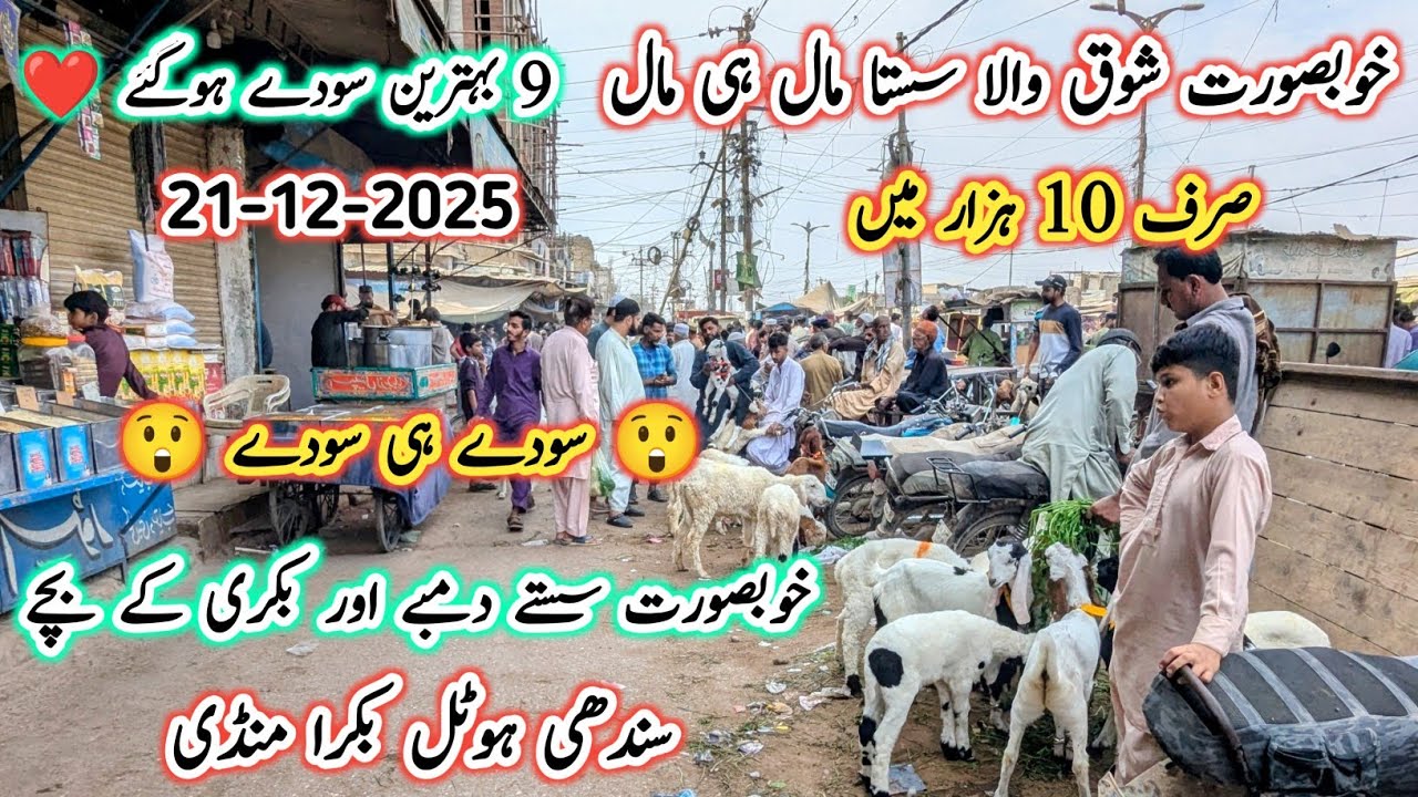 Sindhi Hotel Bakra Mandi Karachi Latest Rates Update l 21 Dec 2025 l Bakra Mandi Latest 2025 l