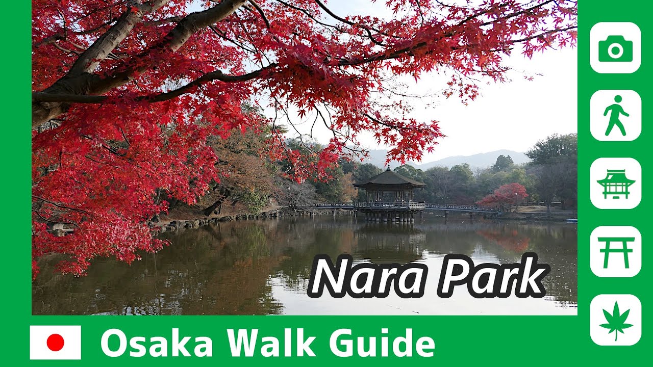【 Nara Park / Chapter1 】Walking through autumn leaves of the historical park / OSAKA WALK GUIDE #089