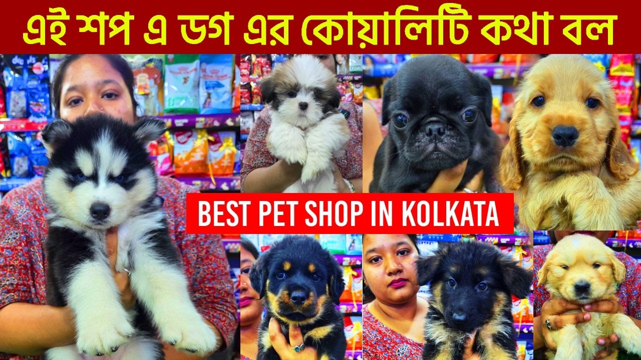 Best Quality Home Breed Puppies Sell | Best pet shop in Kolkata | Dog Market in Kolkata | dogs