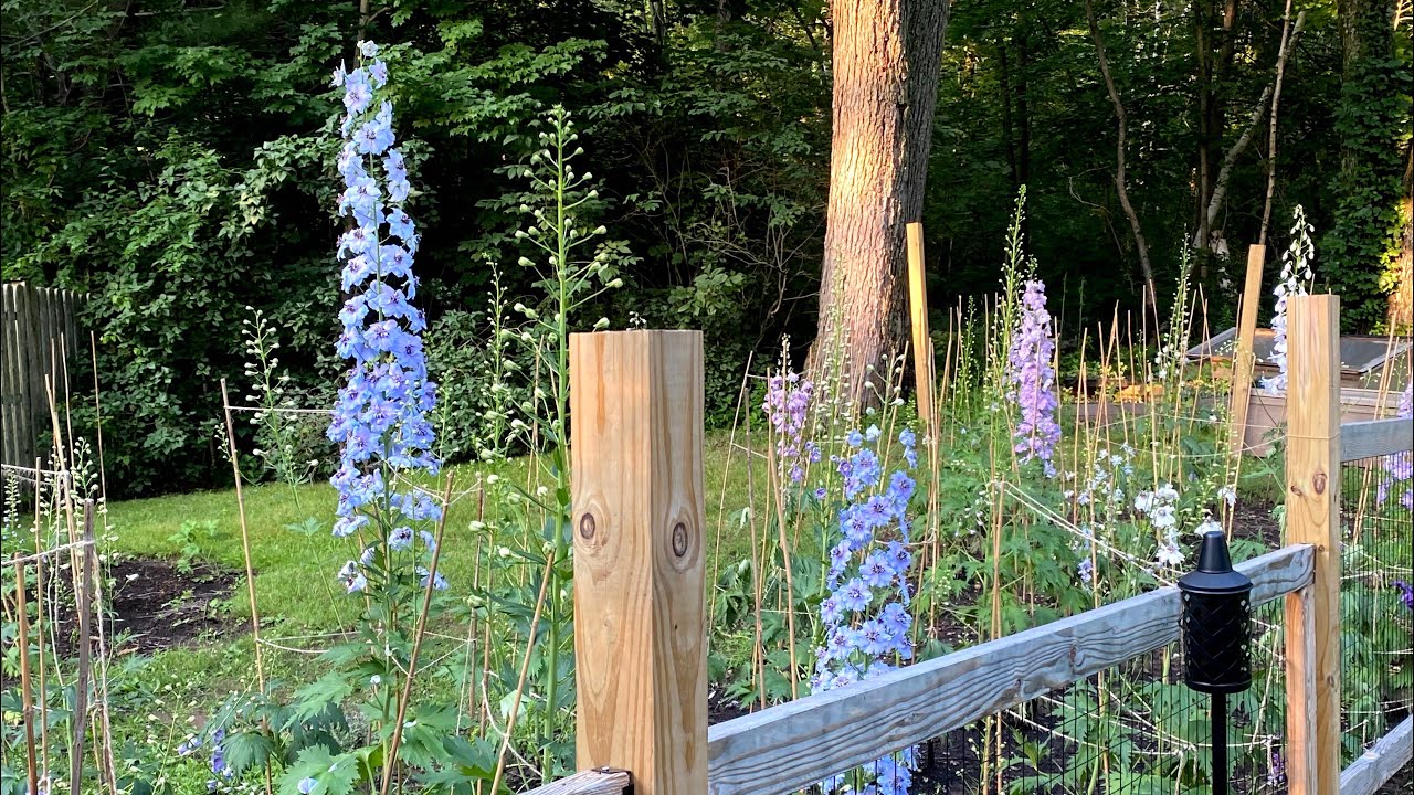 How To Take Cuttings From Delphiniums
