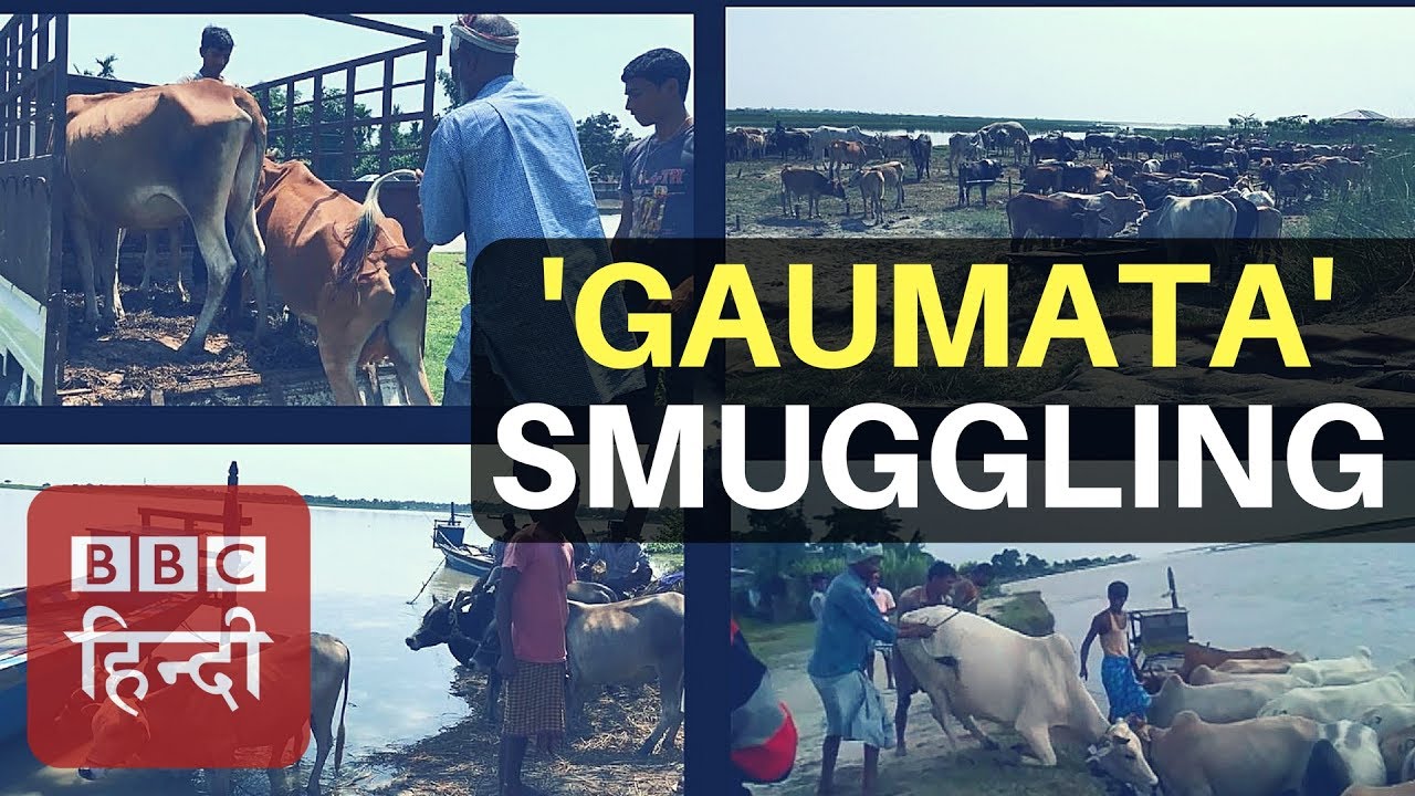 Cow Smuggling, India to Bangladesh! (BBC Hindi)