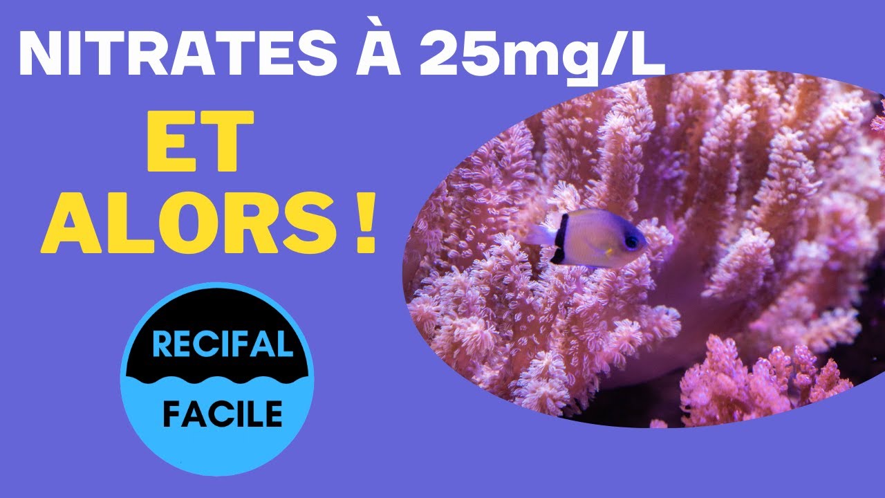 Nitrates en aquarium récifal, comment réagir ?