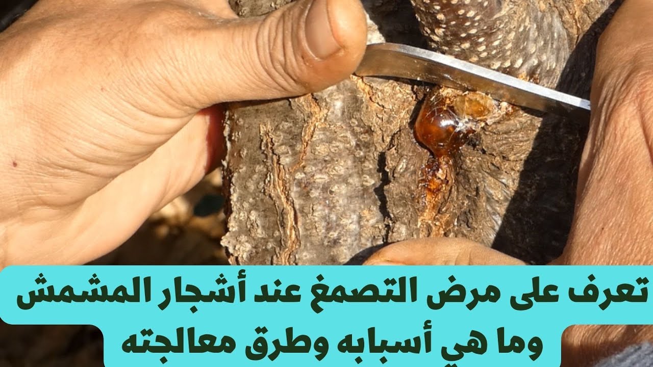 تعرف علي مرض التصمغ عند أشجار المشمش وما هي أسبابه وطرق معالجته/ Apricot glue.