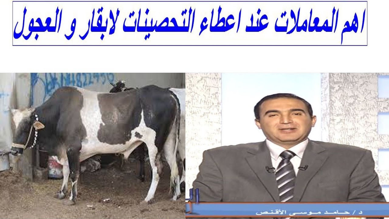 اهم المعاملات عند اعطاء التحصينات لابقار و العجول